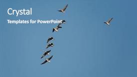  Presentation with geese flying - Beautiful presentation theme featuring flock of geese flying backdrop and a teal colored foreground