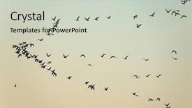  Presentation with geese flying - Cool new presentation theme with flock of geese flying backdrop and a soft green colored foreground