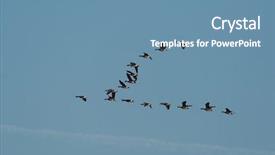  Presentation with geese flying - Slides with flock of geese flying background and a teal colored foreground