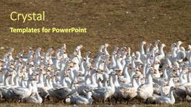  Presentation with hungary - Slide deck with flock-of-geese-in-open background and a tawny brown colored foreground