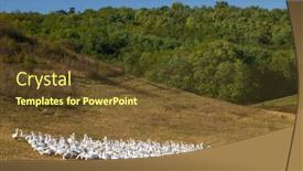  Presentation with geese - Slide deck consisting of flock-of-geese-in-open background and a tawny brown colored foreground