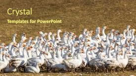  Presentation with geese - PPT layouts consisting of flock-of-geese-in-open background and a tawny brown colored foreground