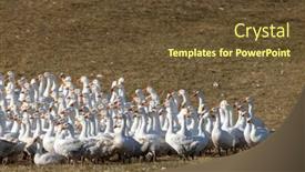  Presentation with geese - Presentation theme with flock-of-geese-in-open background and a  colored foreground