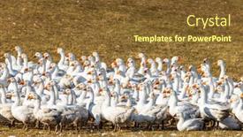  Presentation with geese - PPT theme enhanced with flock-of-geese-in-open background and a tawny brown colored foreground
