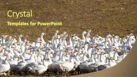  Presentation with geese - Theme with flock-of-geese-in-open background and a tawny brown colored foreground