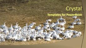  Presentation with geese - PPT theme featuring flock-of-geese-in-open background and a tawny brown colored foreground