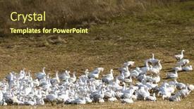  Presentation with hungary - Slide deck having flock-of-geese-in-open background and a  colored foreground