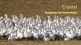  Presentation with geese - PPT theme with flock-of-geese-in-open background and a tawny brown colored foreground