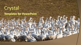  Presentation with geese - Presentation design with flock-of-geese-in-open background and a  colored foreground