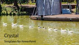  Presentation with geese - Slide deck consisting of flock of geese background and a yellow colored foreground