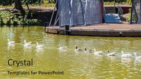  Presentation with geese - PPT layouts with flock of geese background and a yellow colored foreground