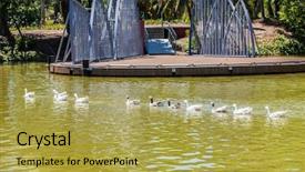  Presentation with geese - Theme having flock of geese background and a yellow colored foreground