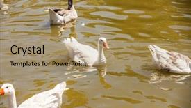  Presentation with geese - Audience pleasing PPT layouts consisting of flock of geese backdrop and a coral colored foreground