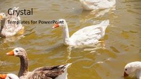  Presentation with geese - Slide deck with flock of geese background and a coral colored foreground