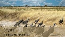  Presentation with birds - Slide set with flock-of-guineafowl-birds-crossing background and a coral colored foreground