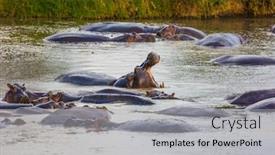  Presentation with tourism - Presentation design featuring flock-of-hippos background and a light gray colored foreground