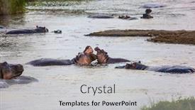  Presentation with africa tourism - Cool new slide set with flock-of-hippos backdrop and a light gray colored foreground