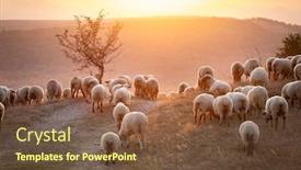  Presentation with grazing - PPT layouts enhanced with flock-of-lamb-and-sheep background and a tawny brown colored foreground