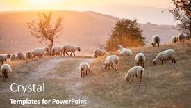  Presentation with grazing - Amazing slide deck having flock-of-lamb-and-sheep backdrop and a coral colored foreground