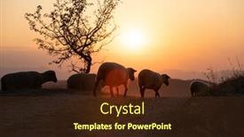  Presentation with sheep flock lambs standing - PPT layouts with flock-of-lamb-and-sheep background and a wine colored foreground