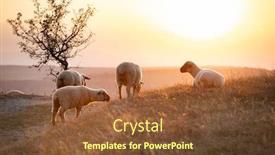  Presentation with grazing - Audience pleasing PPT layouts consisting of flock-of-lamb-and-sheep backdrop and a tawny brown colored foreground