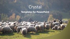  Presentation with grazing - Beautiful PPT theme featuring flock-of-lamb-and-sheep backdrop and a gray colored foreground
