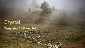  Presentation with grazing - Theme having flock-of-lamb-and-sheep background and a tawny brown colored foreground
