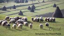  Presentation with grazing - Colorful presentation enhanced with flock-of-lamb-and-sheep backdrop and a coral colored foreground