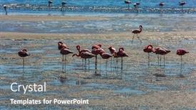  Presentation with africa tourism - Theme consisting of flock of magnificent white-pink flamingos feed themselves in coastal silt sunrise swakopmund africa atlantic coast of namibia concept of eco-friendly active photo tourism and bird watching background and a gray colored foreground