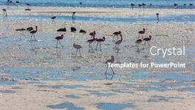  Presentation with africa tourism - Amazing slide deck having flock-of-magnificent-white-pink backdrop and a gray colored foreground