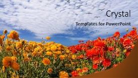  Presentation with strong wind - PPT layouts featuring  background and a  colored foreground