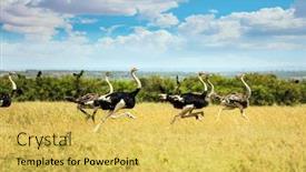  Presentation with savannah - Slide set having flock-of-ostriches-run-away background and a yellow colored foreground