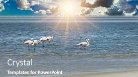  Presentation with pink - Slide set enhanced with flock-of-pink-flamingos background and a gray colored foreground