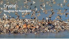  Presentation with water park - Amazing theme having flock of red-billed queleas backdrop and a gray colored foreground