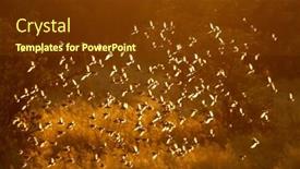  Presentation with red - Presentation theme enhanced with flock-of-red-billed-queleas background and a tawny brown colored foreground