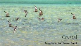 Presentation with red grey - Amazing slides having flock-of-sea-gull backdrop and a light gray colored foreground