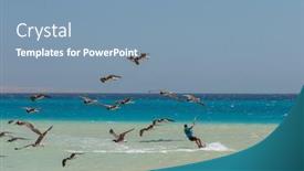 Presentation with waves red - Cool new PPT theme with flock-of-sea-gull backdrop and a teal colored foreground