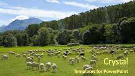  Presentation with grazing - PPT layouts consisting of male superb fairy wren in brisbane note visible grain at 100 best at smaller sizes background and a dark gray colored foreground