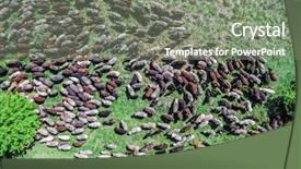  Presentation with grazing - Amazing theme having flock of sheep grazing backdrop and a gray colored foreground