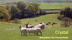  Presentation with grazing - Presentation theme having flock of sheep grazing in rural countryside north yorkshire moors national park england background and a tawny brown colored foreground