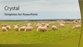  Presentation with tall - Slide deck enhanced with flock of sheep grazing background and a light gray colored foreground