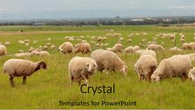  Presentation with tall - Amazing theme having flock of sheep grazing backdrop and a gold colored foreground