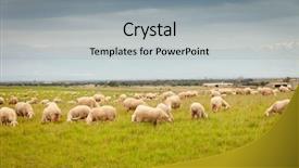  Presentation with tall - PPT theme enhanced with flock of sheep grazing background and a  colored foreground