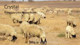  Presentation with sheep flock lambs standing - Slide set consisting of flock of sheep in india background and a coral colored foreground