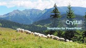  Presentation with sheep - Slide deck consisting of flock of sheep in mountains tatry background and a ocean colored foreground