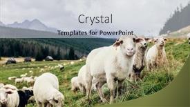  Presentation with green mountains - Presentation design consisting of flock-of-sheep-in-tatra background and a light gray colored foreground