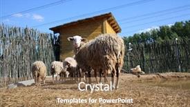  Presentation with pond - Slide deck having flock of sheep on farm background and a coral colored foreground