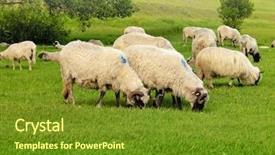  Presentation with sheep flock lambs standing - PPT theme having flock of sheep on green background and a  colored foreground