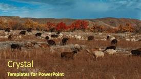  Presentation with pasture - Slides having flock-of-sheep-on-pasture background and a tawny brown colored foreground