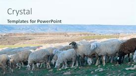  Presentation with shepherd sheep - PPT layouts featuring flock-of-sheep-shepherd-dog background and a sky blue colored foreground